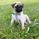 Амуніція - Max & Molly Urban Pets Multi-Function Leash Ducklings Повідець для собак