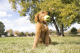 Іграшки - KONG AirDog Squeakair Ball Іграшка повітряний тенісний м’яч для собак