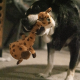 Іграшки - KONG Shakers Bobz Giraffe Іграшка для собак, Жираф