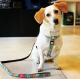 Амуніція - Max & Molly Urban Pets Short Leash Donuts Повідець для собак
