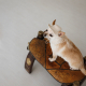 Прогулянки - Pet Fashion Gold Панама для собак