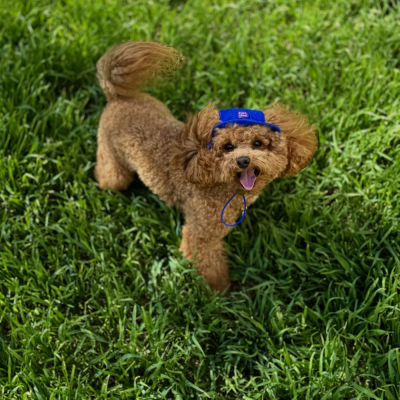 Купити Hat-Dog Панама з бавовни для собак, синя