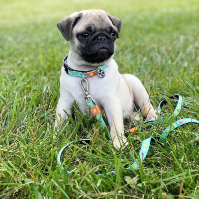 Купити Max & Molly Urban Pets Multi-Function Leash Ducklings Повідець для собак