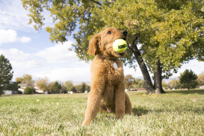 Купити KONG AirDog Squeakair Ball Іграшка повітряний тенісний м’яч для собак
