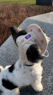 Купити Hat-Dog Панама з вельвету для собак, ананаси
