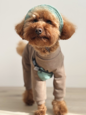 Купити Hat-Dog Панама з вельвету для собак, оливкова