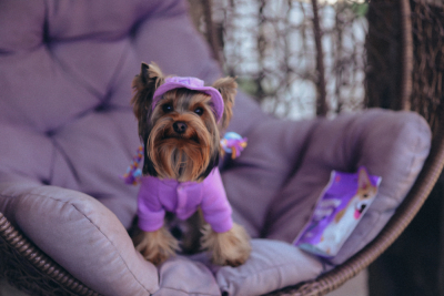 Купити Hat-Dog Панама з вельвету для собак, лавандова