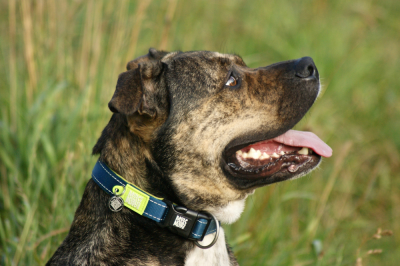 Купити Max & Molly Urban Pets Smart ID Collar Matrix Lime Green Нашийник для собак