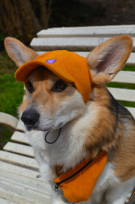 Купити Hat-Dog Кепка з вельвету для собак, гірчична