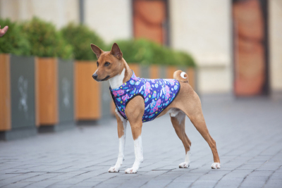 Купити Collar WAUDOG Clothes Курточка "Рік і Морті 1" для собак