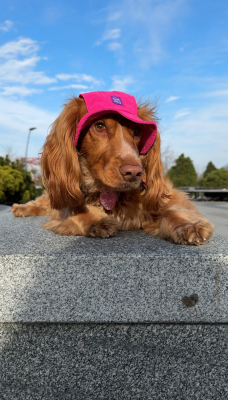 Купити Hat-Dog Панама з вельвету для собак, малинова