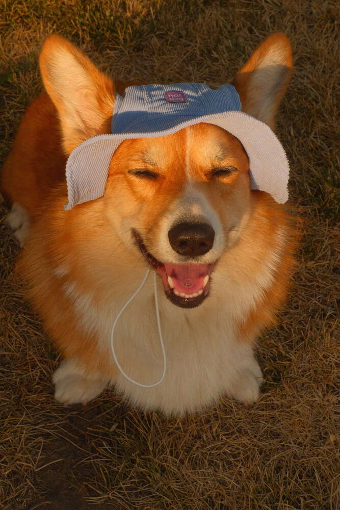 Прогулянки - Hat-Dog Панама з вельвету для собак, блакитна