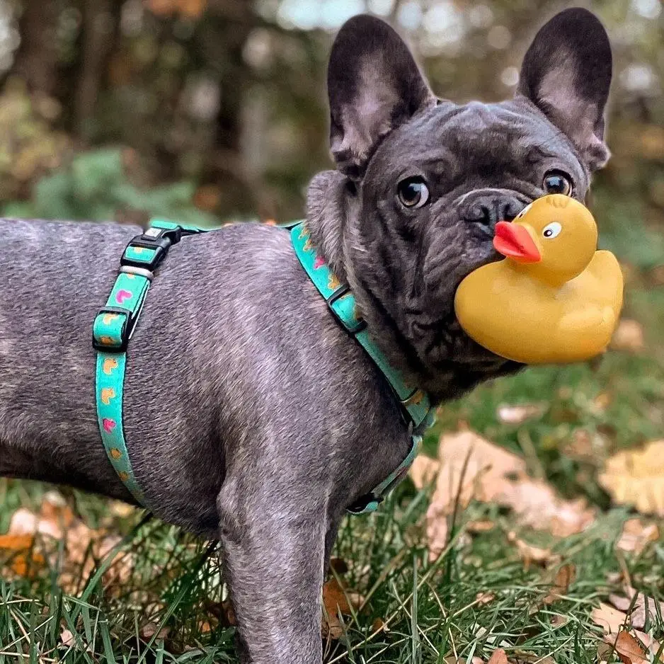 Амуніція - Max & Molly Urban Pets H-Harness Ducklings Шлея для собак