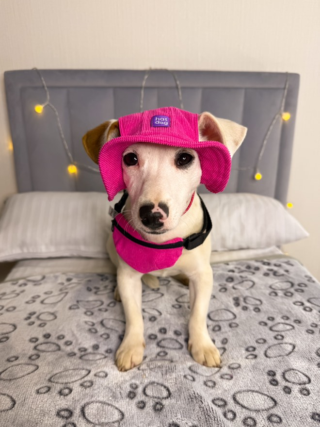 Прогулянки - Hat-Dog Панама з вельвету для собак, малинова