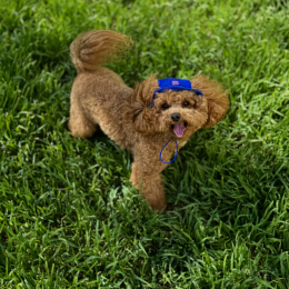 Купити Hat-Dog Панама з бавовни для собак, синя
