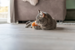 Купити Trixie Іграшка для котів, Дракон, котяча м’ята