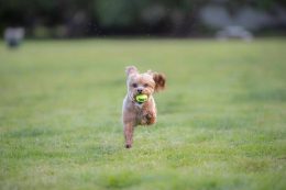 Купити KONG AirDog Squeakair Ball Іграшка повітряний тенісний м’яч для собак