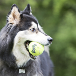 Купити KONG AirDog Squeakair Ball Іграшка повітряний тенісний м’яч для собак