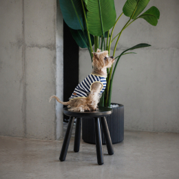 Купити Pet Fashion Tropic Майка для собак