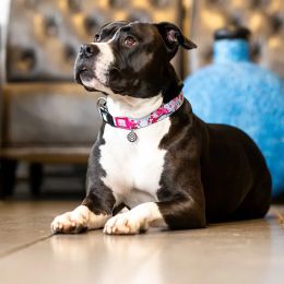 Купити Max & Molly Urban Pets Smart ID Collar Cherry Bloom Нашийник для собак