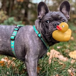 Купити Max & Molly Urban Pets H-Harness Ducklings Шлея для собак