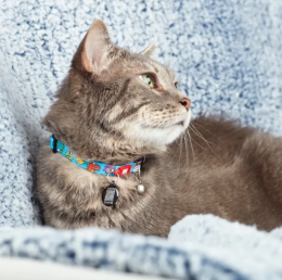 Купити Max & Molly Urban Pets Smart ID Collar Little Monsters Нашийник для котів