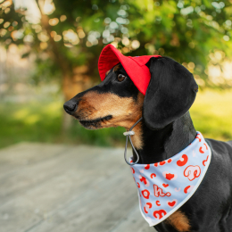 Купити Hat-Dog Бандана для собак, брендована