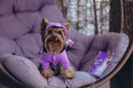Купити Hat-Dog Панама з вельвету для собак, лавандова