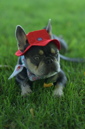 Купити Hat-Dog Панама з льону для собак, червона