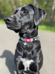 Купити Max & Molly Urban Pets Smart ID Collar Donuts Нашийник для собак