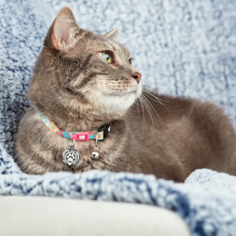 Купити Max & Molly Urban Pets Smart ID Collar Donuts Нашийник для котів