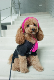 Купити Hat-Dog Панама з вельвету для собак, малинова